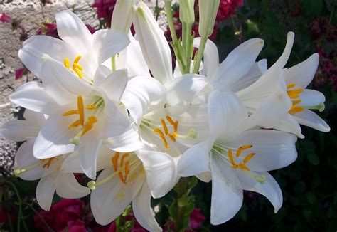 azucenas flores in english.